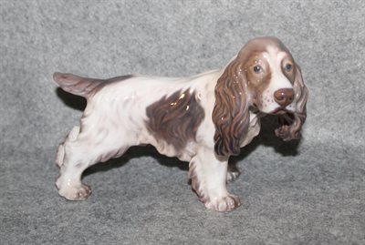 Cocker Spaniel