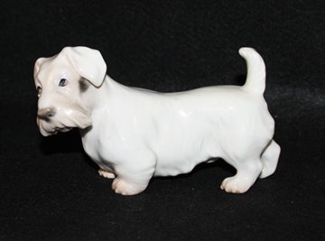 Sealyham Terrier