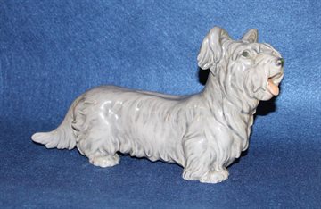  Skye Terrier