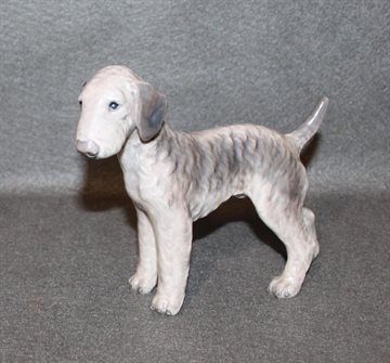 Bedlington terrier 