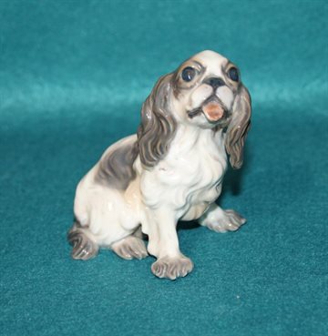 Prince Charles Spaniel.