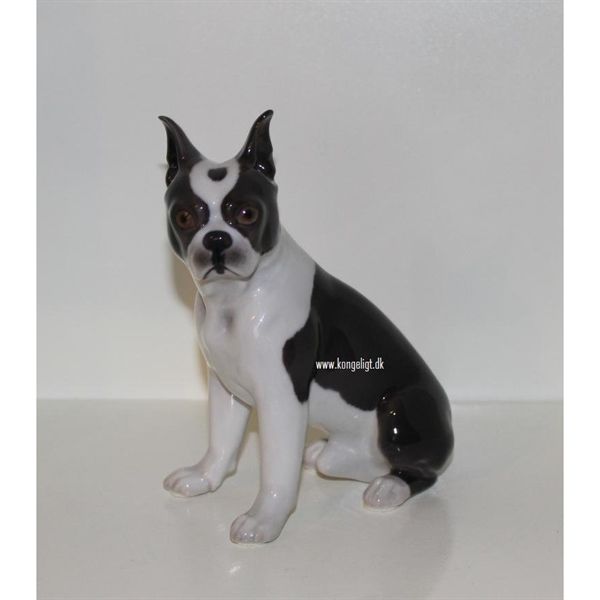 Boston Terrier