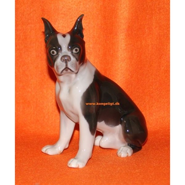 Boston Terrier