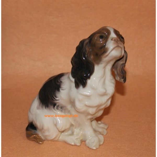 Cavalier King Charles Spaniel