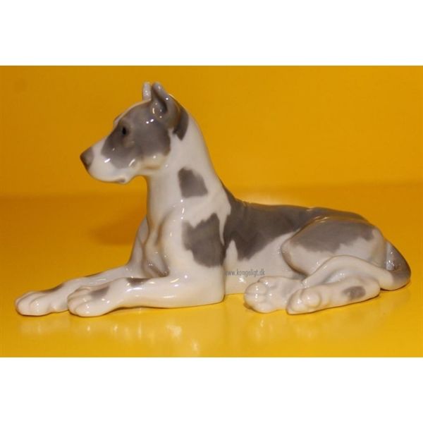 Grand danois  - Great Dane