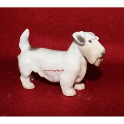 Sealyham Terrier